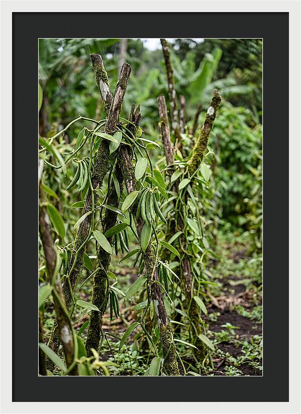 Farm Fresh Vanilla Harvest