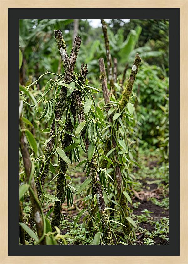 Farm Fresh Vanilla Harvest