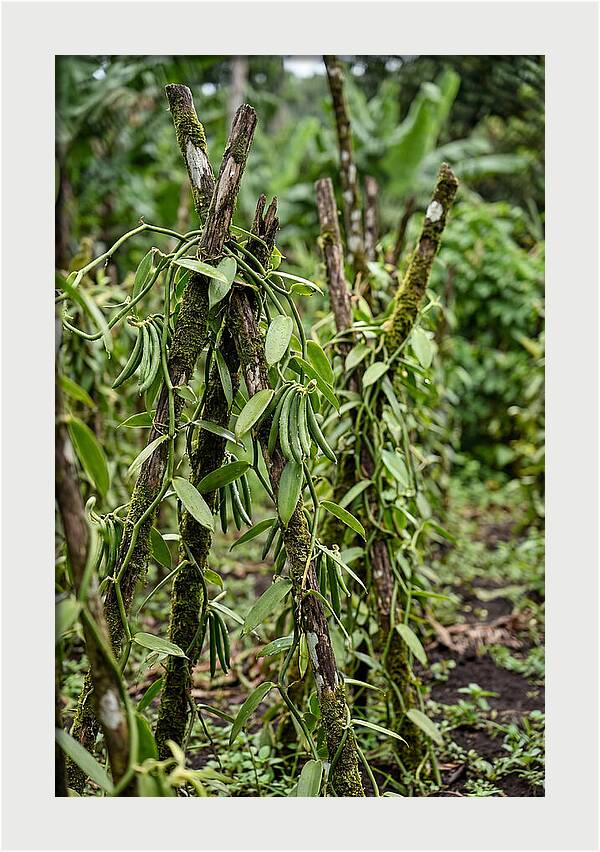 Farm Fresh Vanilla Harvest