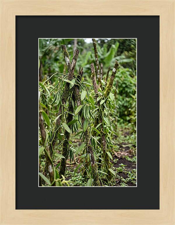 Farm Fresh Vanilla Harvest