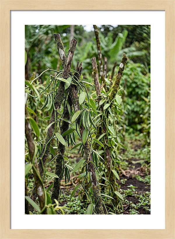 Farm Fresh Vanilla Harvest