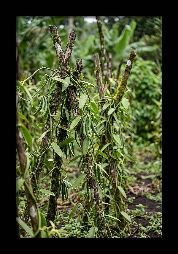 Farm Fresh Vanilla Harvest