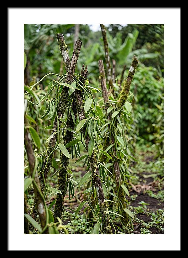 Farm Fresh Vanilla Harvest