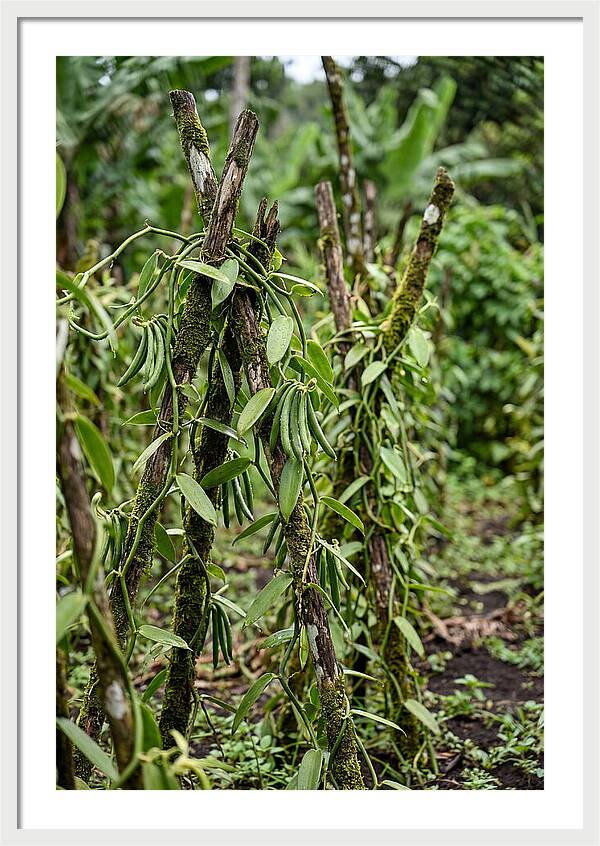 Farm Fresh Vanilla Harvest