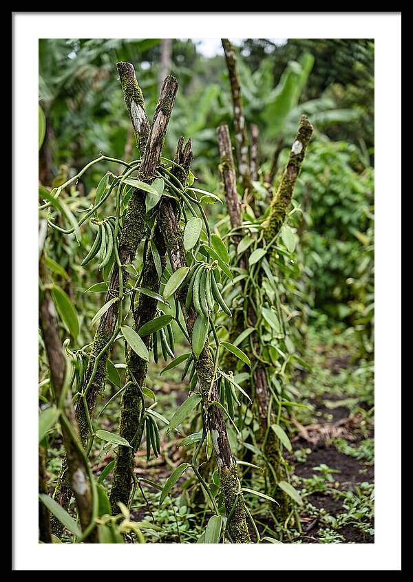 Farm Fresh Vanilla Harvest