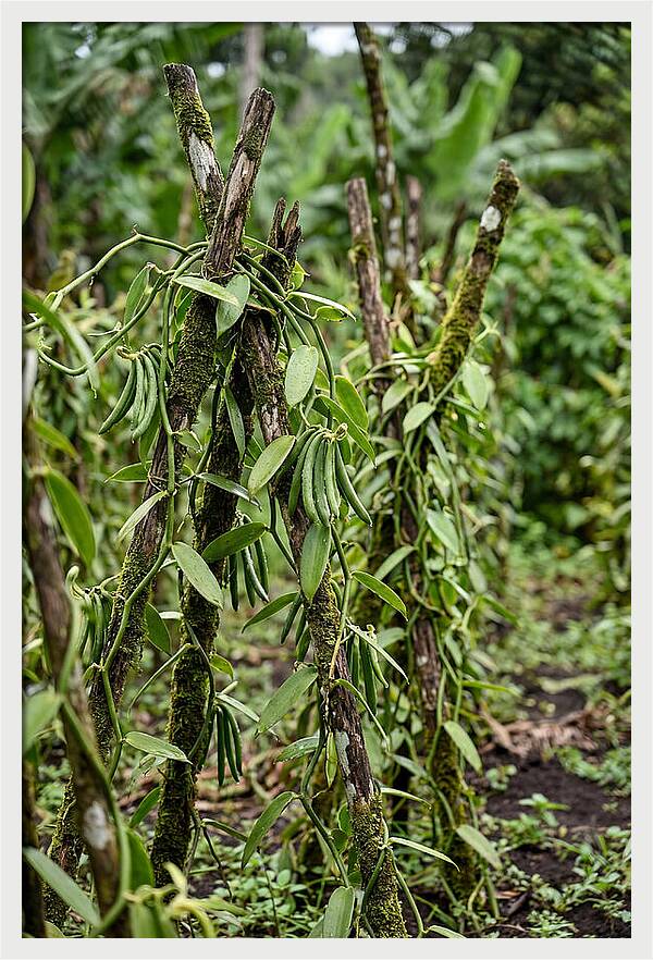 Farm Fresh Vanilla Harvest