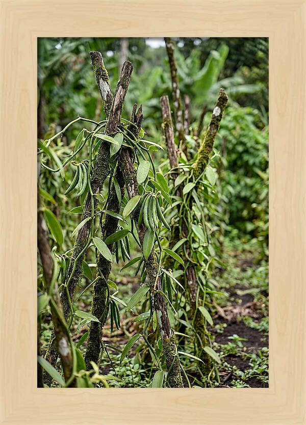 Farm Fresh Vanilla Harvest