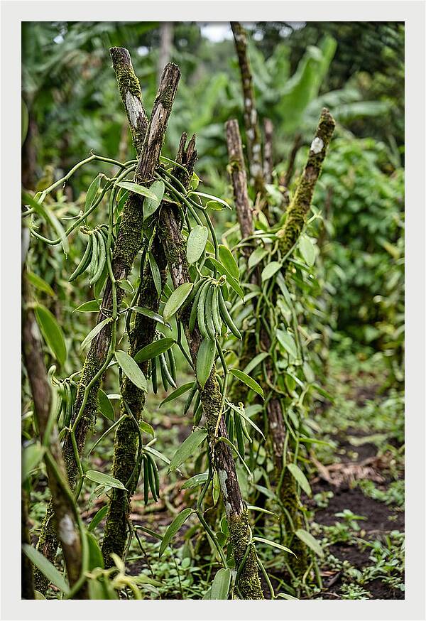 Farm Fresh Vanilla Harvest