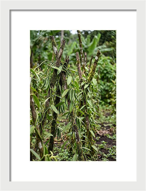 Farm Fresh Vanilla Harvest
