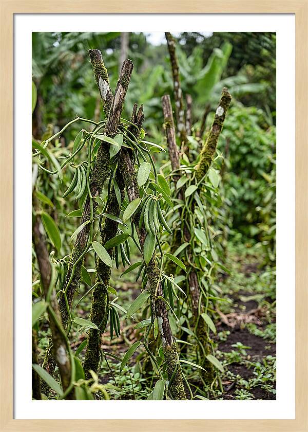 Farm Fresh Vanilla Harvest