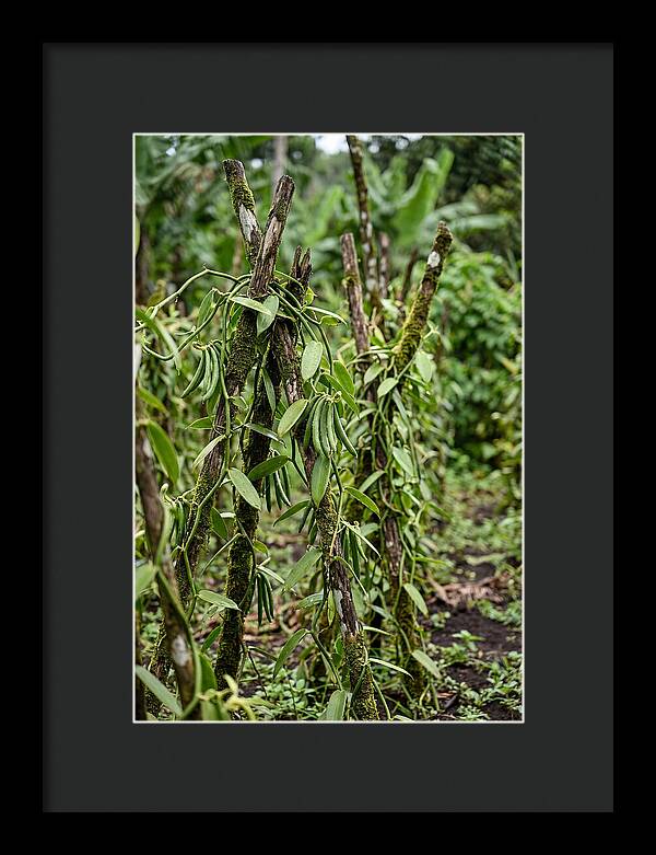 Farm Fresh Vanilla Harvest