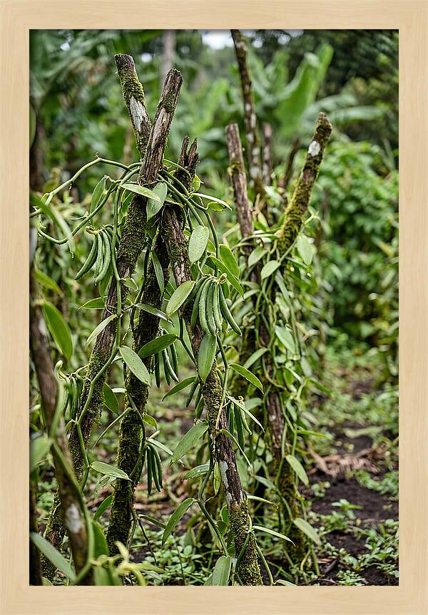 Farm Fresh Vanilla Harvest