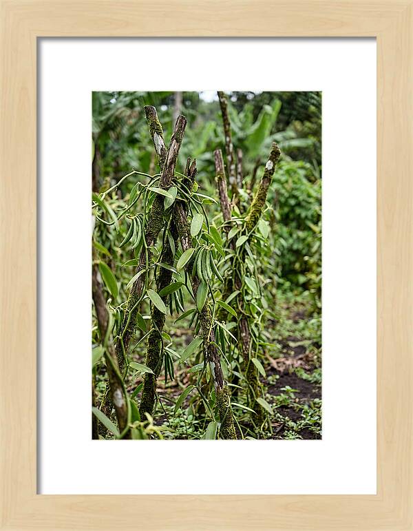 Farm Fresh Vanilla Harvest