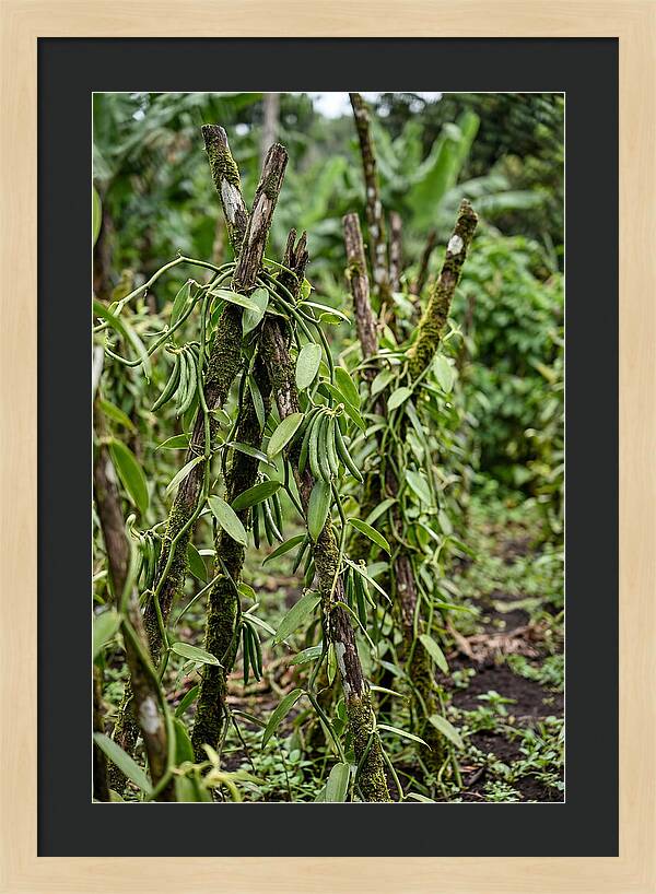 Farm Fresh Vanilla Harvest