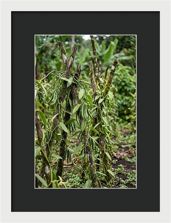 Farm Fresh Vanilla Harvest