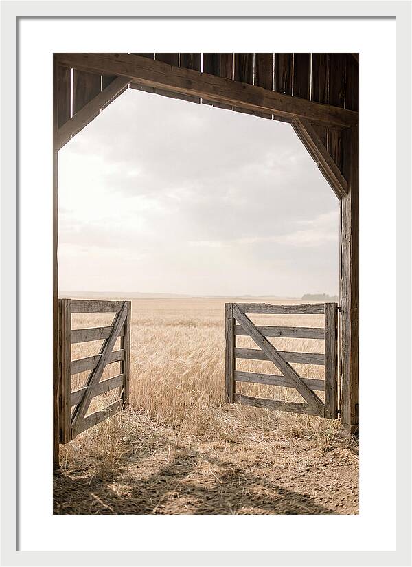 Farm Gate Open To Golden Wheat Field