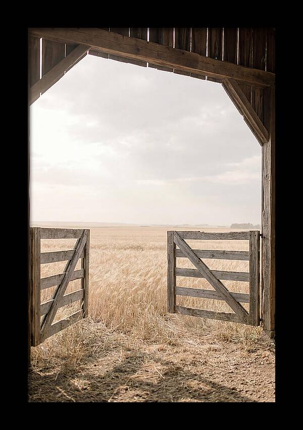 Farm Gate Open To Golden Wheat Field