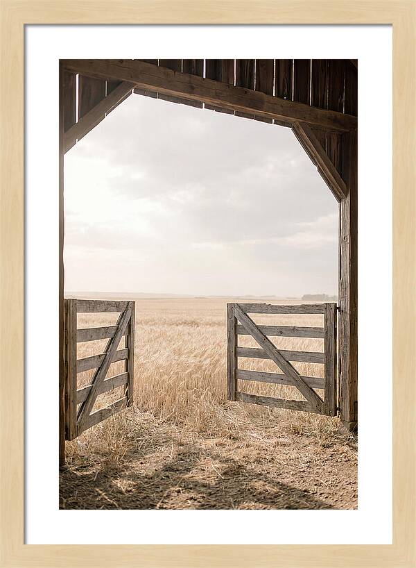Farm Gate Open To Golden Wheat Field