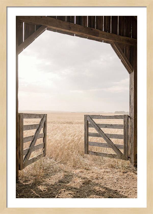 Farm Gate Open To Golden Wheat Field