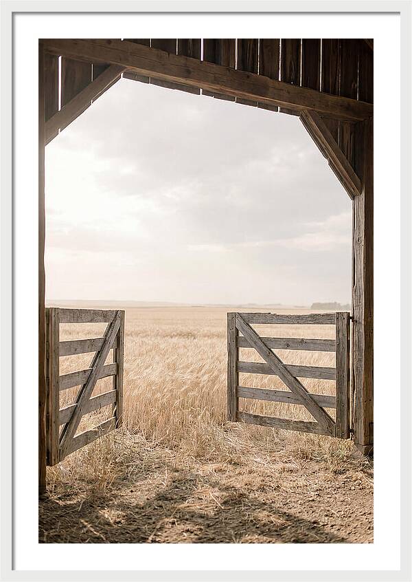 Farm Gate Open To Golden Wheat Field