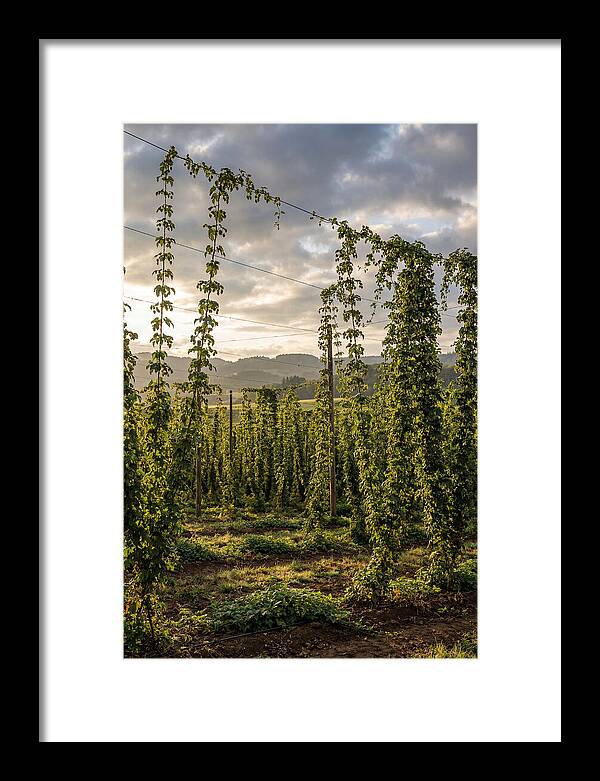 Farm Hops Under Golden Skies