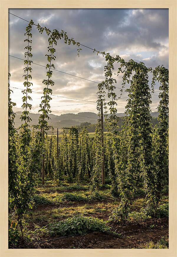 Farm Hops Under Golden Skies