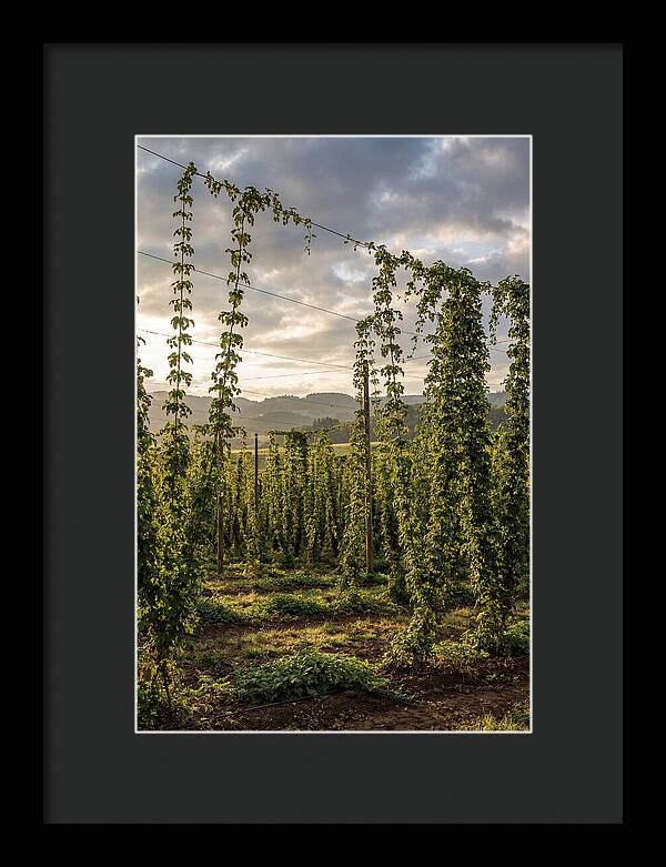 Farm Hops Under Golden Skies