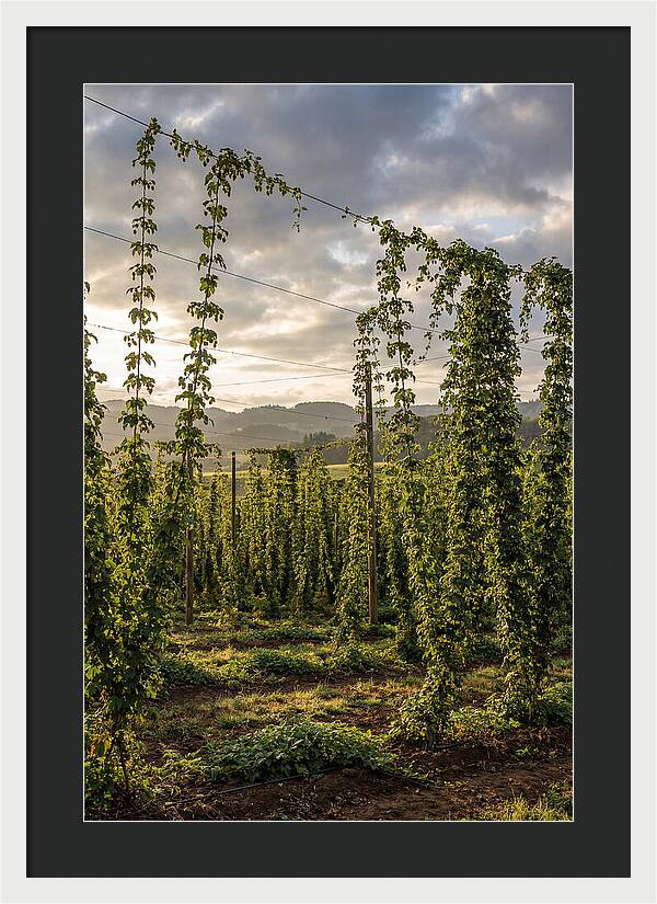 Farm Hops Under Golden Skies