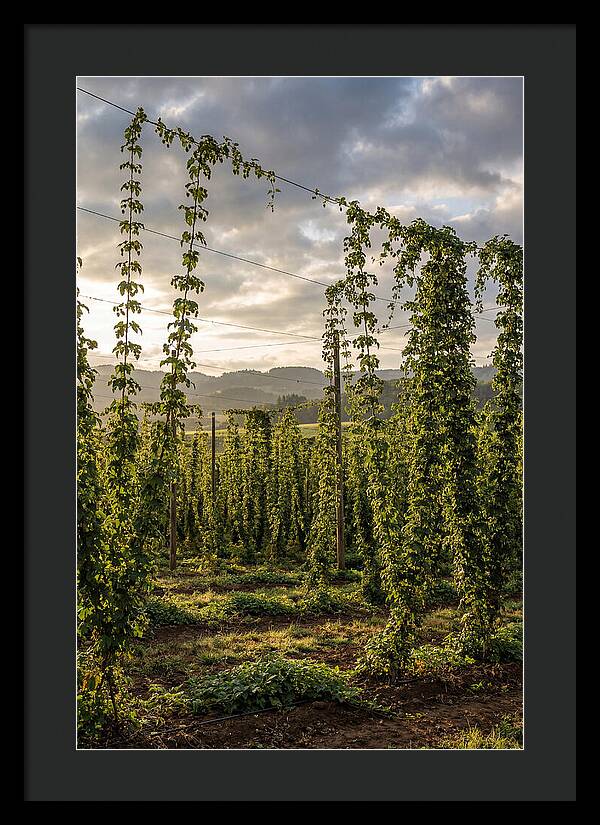 Farm Hops Under Golden Skies