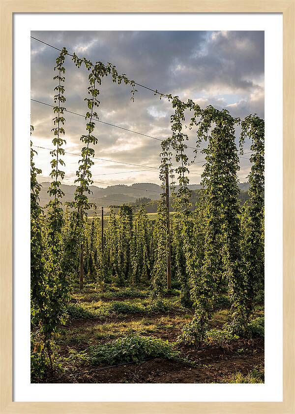 Farm Hops Under Golden Skies