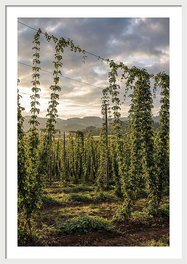Farm Hops Under Golden Skies