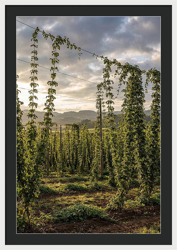 Farm Hops Under Golden Skies