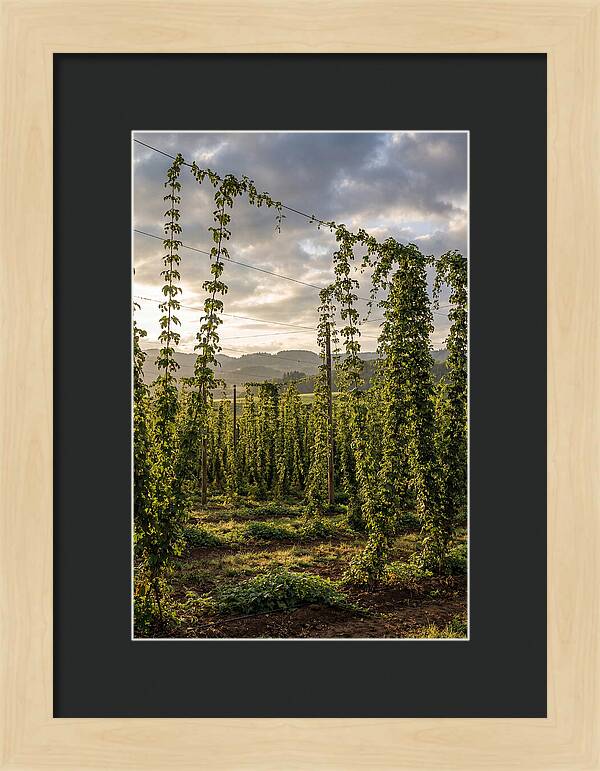 Farm Hops Under Golden Skies
