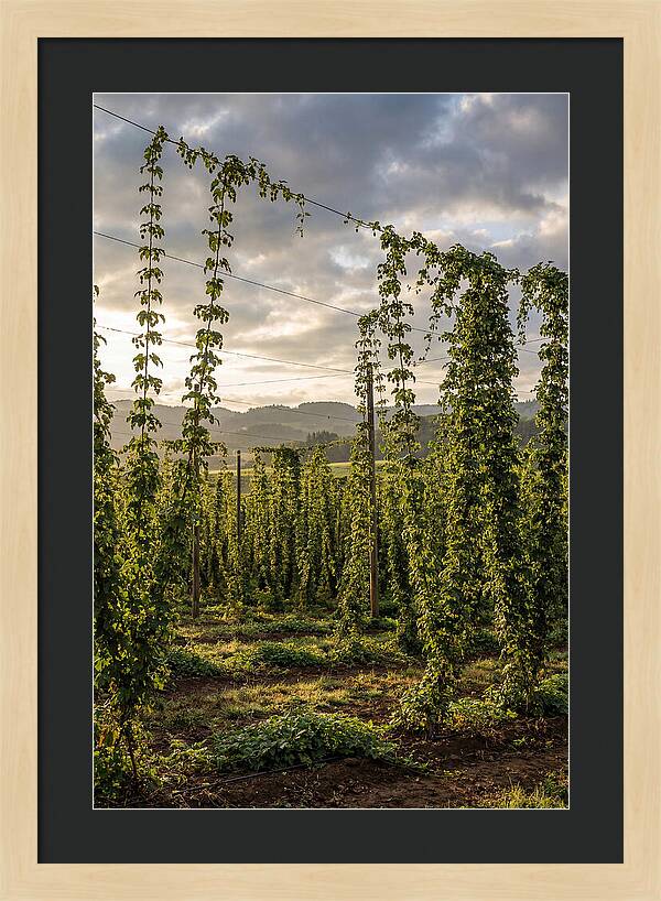 Farm Hops Under Golden Skies
