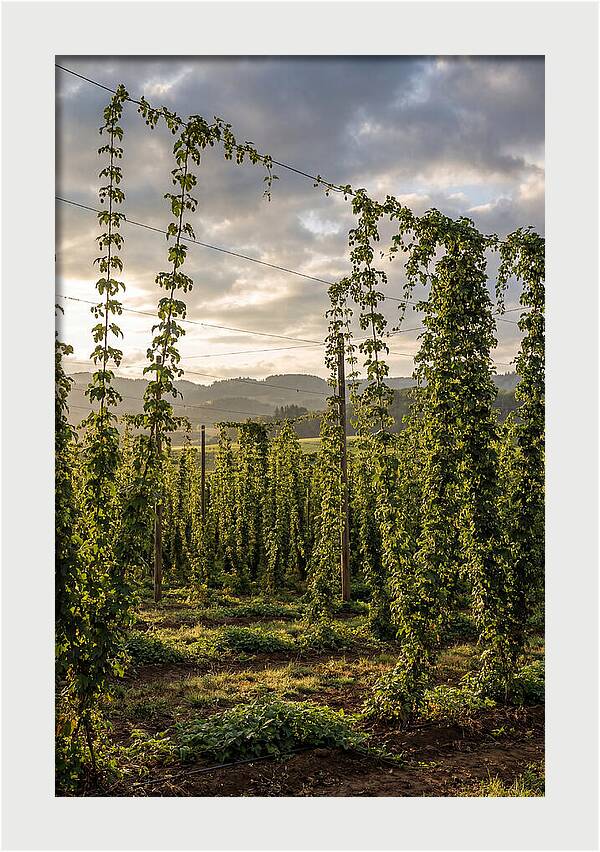 Farm Hops Under Golden Skies