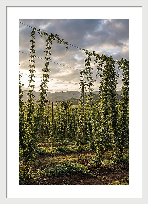 Farm Hops Under Golden Skies