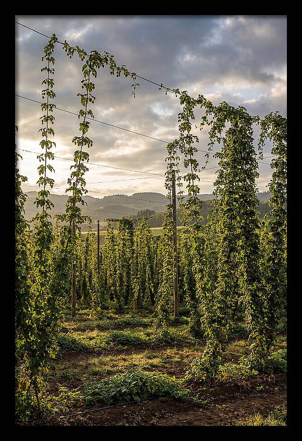 Farm Hops Under Golden Skies