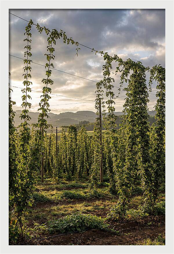 Farm Hops Under Golden Skies