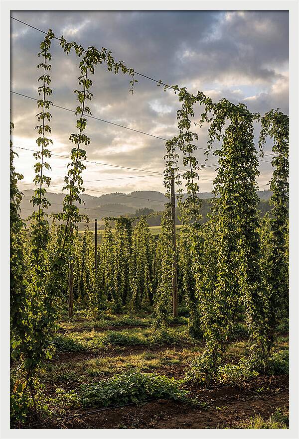 Farm Hops Under Golden Skies