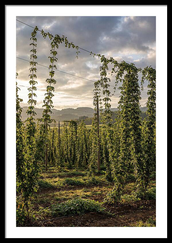 Farm Hops Under Golden Skies