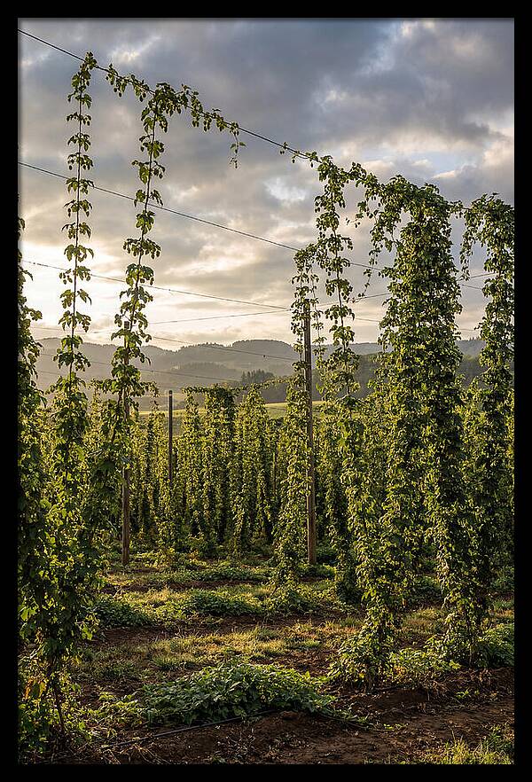 Farm Hops Under Golden Skies