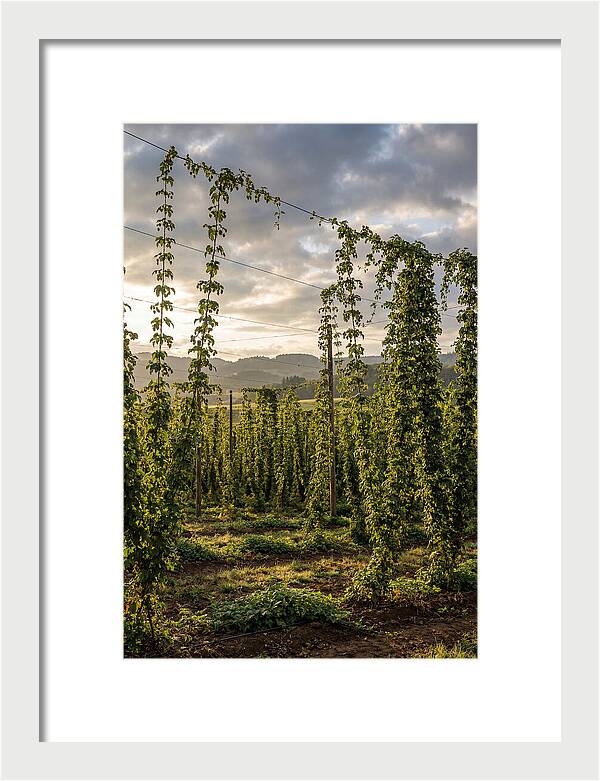 Farm Hops Under Golden Skies