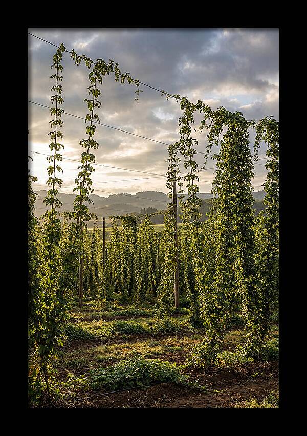 Farm Hops Under Golden Skies