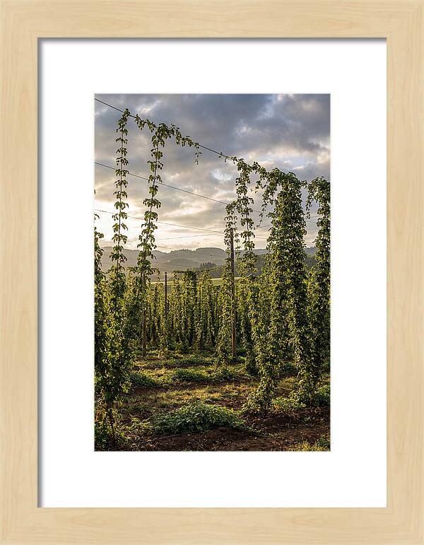 Farm Hops Under Golden Skies