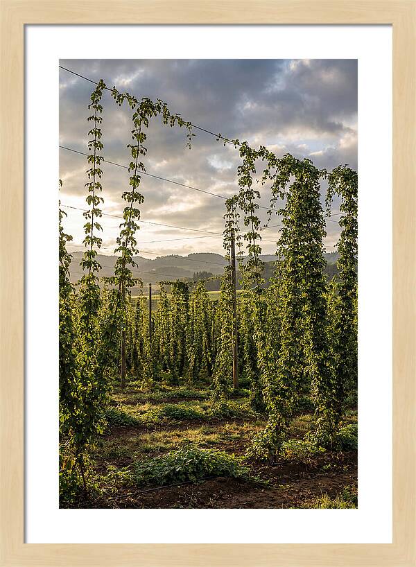 Farm Hops Under Golden Skies
