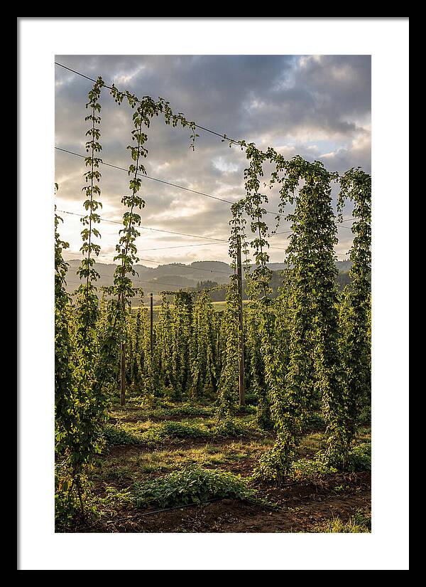 Farm Hops Under Golden Skies