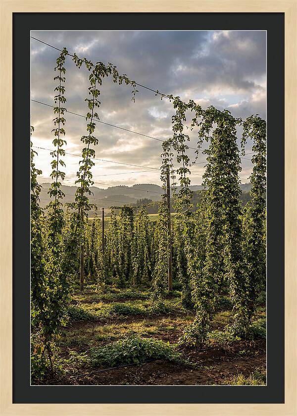 Farm Hops Under Golden Skies