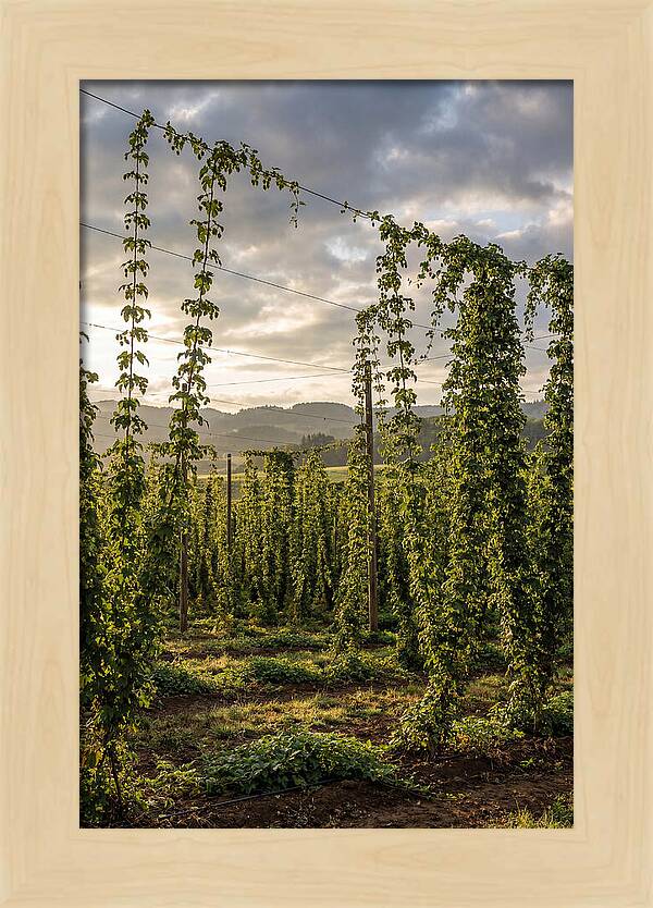 Farm Hops Under Golden Skies