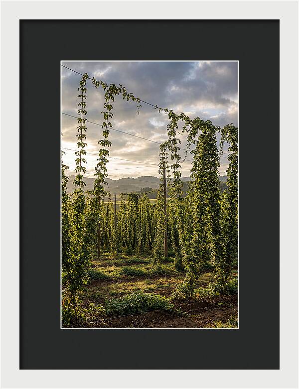 Farm Hops Under Golden Skies