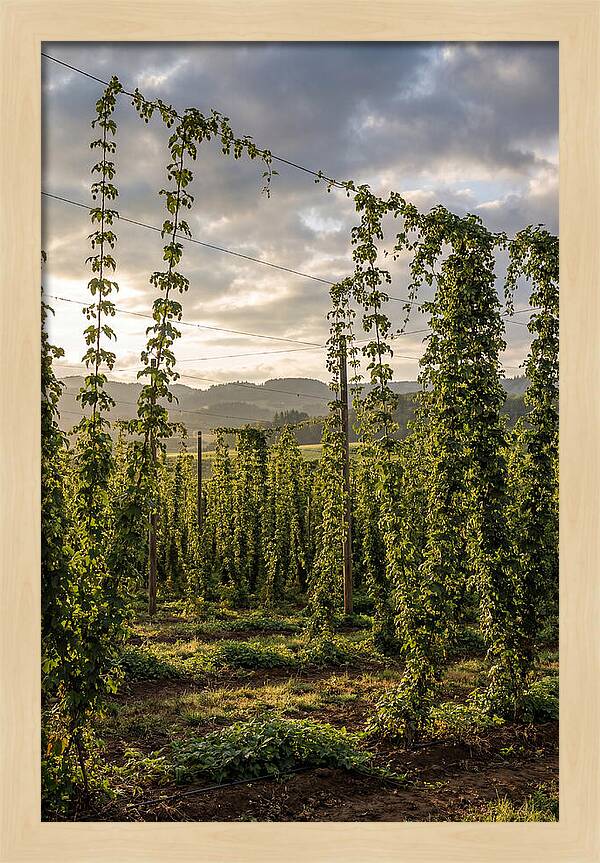 Farm Hops Under Golden Skies